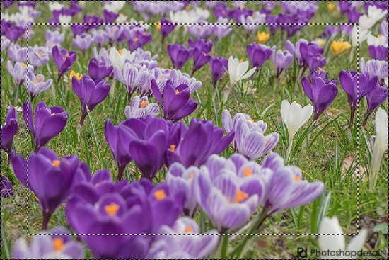 seleksi-dengan-warna-01