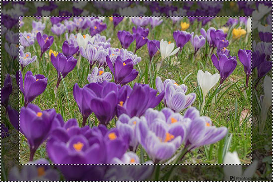 seleksi-dengan-warna-03